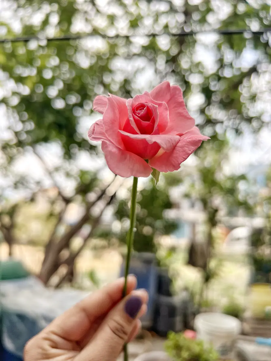 Hand with painted nails holding a pink rose