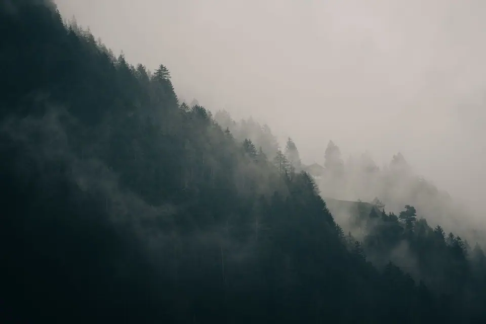 Fog rolling over a forested ridge